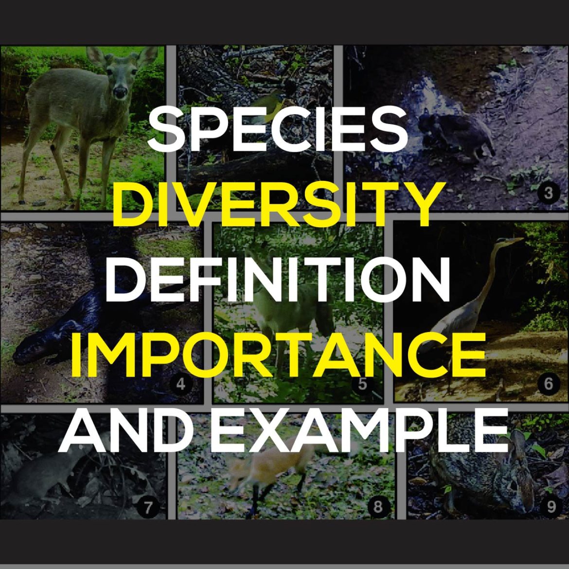 species diversity definition essay