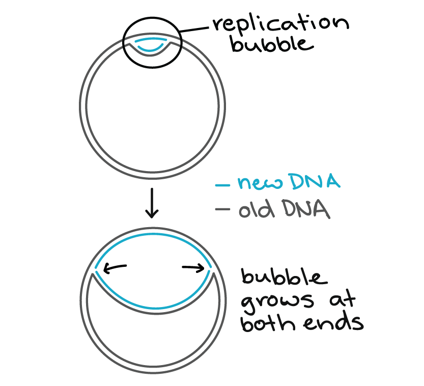 Bacterial chromosome. The double-stranded DNA of the circular bacteria chromosome is opened at the origin of replication, forming a replication bubble. Each end of the bubble is a replication fork, a Y-shaped junction where double-stranded DNA is separated into two single strands. New DNA complementary to each single strand is synthesized at each replication fork. The two forks move in opposite directions around the circumference of the bacterial chromosome, creating a larger and larger replication bubble that grows at both ends. 