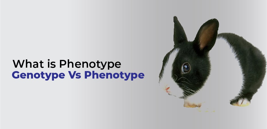 genotype vs phenotype example