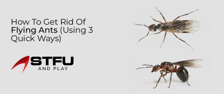 How to Get Rid of Flying Ants